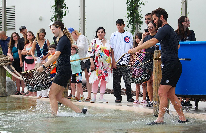New cownose ray pups born at the St. Regis Longboat Key Resort make a splash on Friday as caretakers Elizabeth German and Ethan Lundberg release them into the half-million-gallon lagoon with the adult rays and fish.