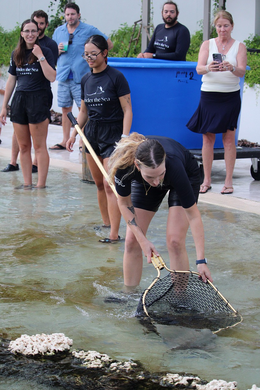 Caretaker Elizabeth German gives a young cownose ray a nudge in the right direction as it circles the Under the Sea Lagoon, its new home.