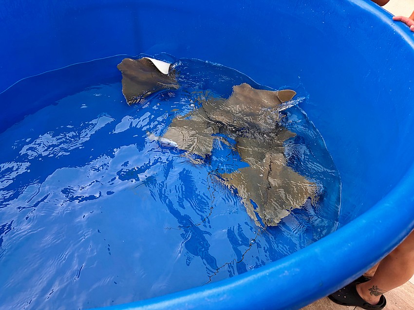 The cownose ray pups circle their transport pool while awaiting their debut at the Under the Sea Lagoon.