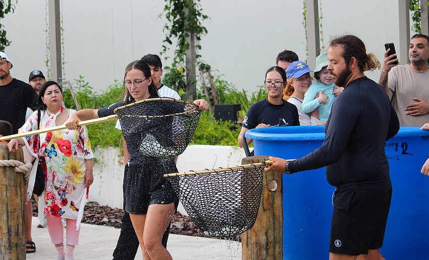 Caretakers Julia Kruger and Dylan Schaeffer lift the rays from their transport tank to the half-million-gallon outdoor tank.
