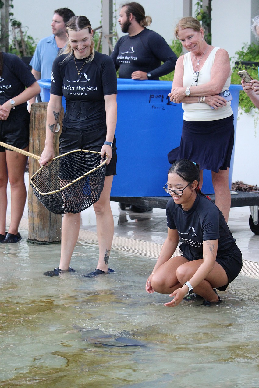 Caretaker Tammy Nguyen guides one of the 7-month-old rays as it explores the lagoon.