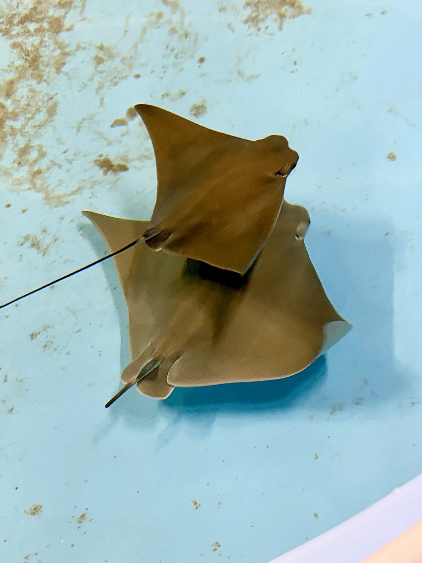 The surprise 12-hour-old cownose ray pup shows off the size difference between it and the pup born seven months ago in the indoor enclosure.