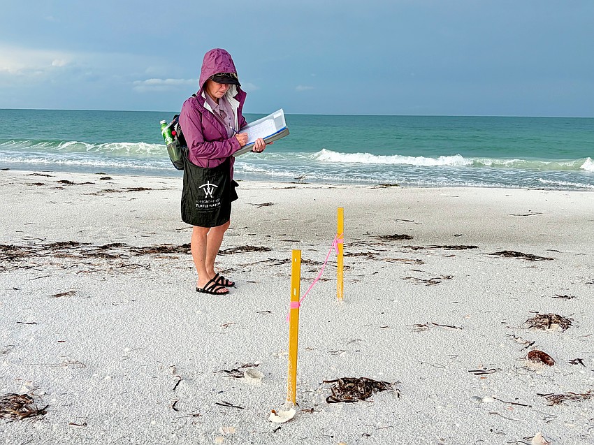 Certified Longboat Key Turtle Watch volunteer Bridgette Clark, while toting her reusable trash collection bag, tallies data on a sea turtle nest.