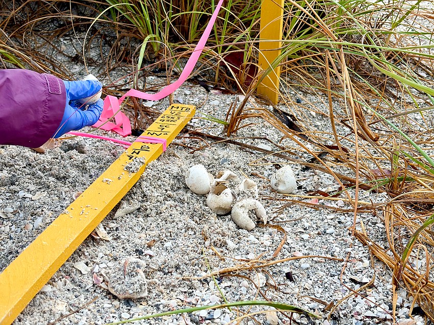 Certified Longboat Key Turtle Watch volunteer Bridgette Clark counts the number of hatched and unhatched eggs remaining in a sea turtle nest on Longboat Key.