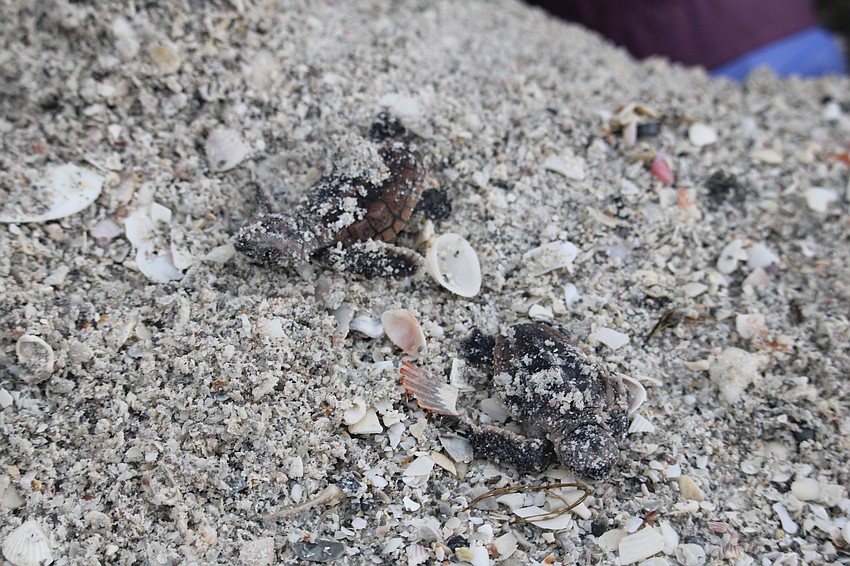 Only a few seconds after emerging from the nest, with a helping hand, the hatchlings start to scamper.