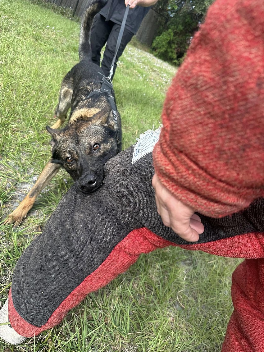 Takedowns are among the training K9 officers receive. Takedowns are among the training K9 officers receive.