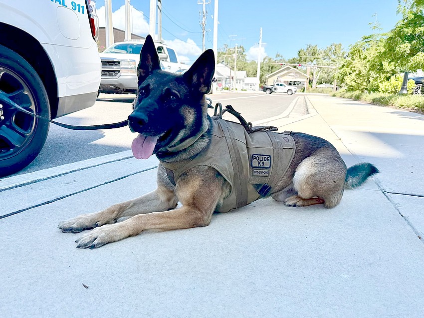 K9 Brody leashed and waiting to be called into action. K9 Brody leashed and waiting to be called into action.