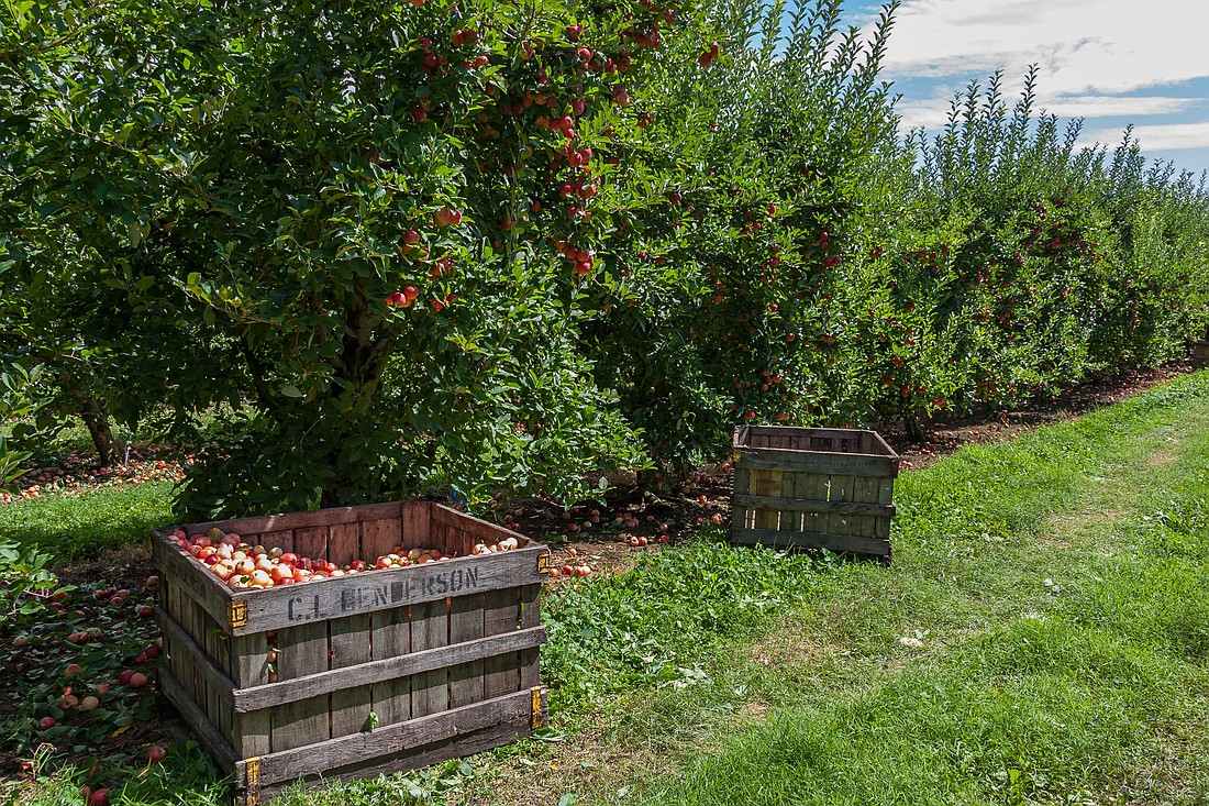 Apple trees can take five to eight years to produce meaningful fruit. Photo by Mark Stebnicki on pexels.com.