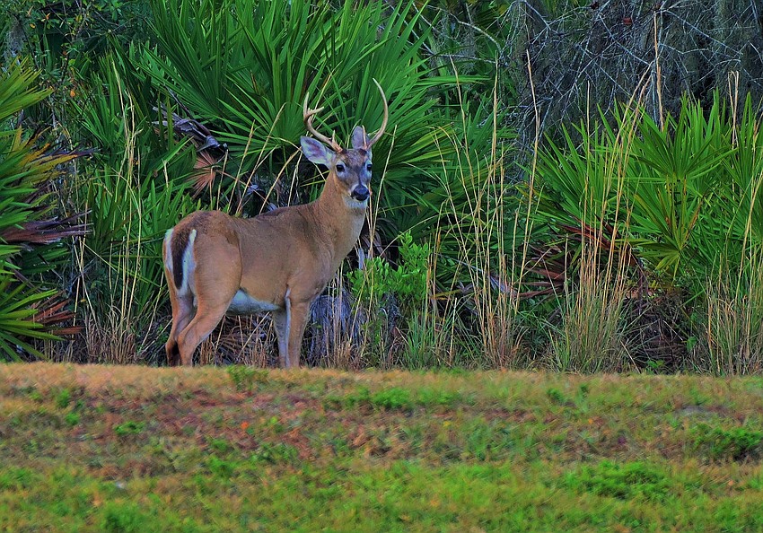 Gordon Silver took this photo of a large buck behind his house in Del Webb Lakewood Ranch.