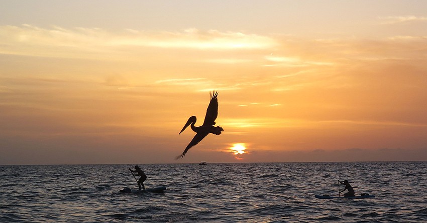Anthony Tesoriero captured this photo of a pelican flying over a paddle boarder on Turtle Beach in Sarasota.