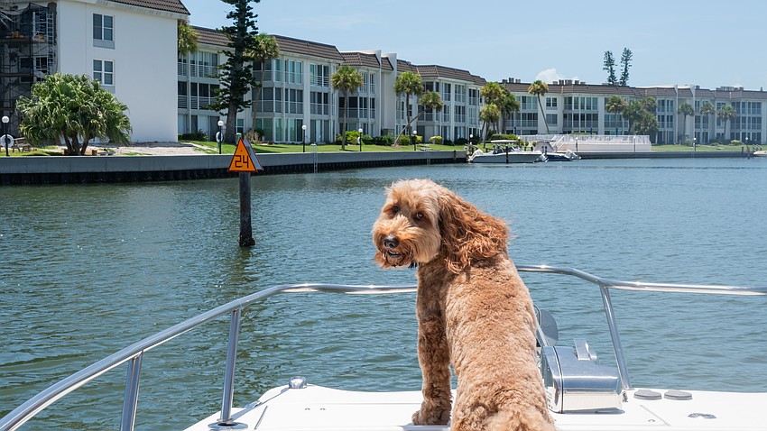Huk stands proudly at the bow of John Wagman’s 26-foot cruiser on Sarasota Bay near Buttonwood Harbor.