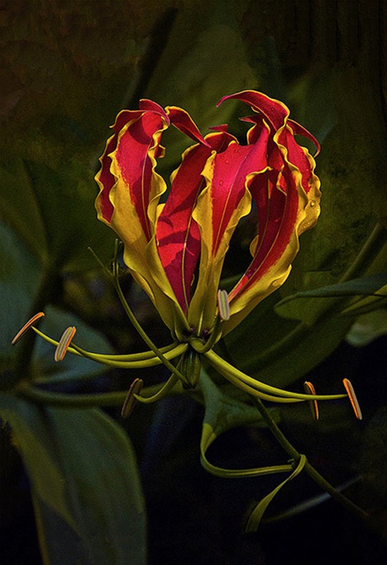 Larry Parker's The Flaming Lily won first place at the Casements Camera Club's 13th annual Spring Exhibit. Courtesy photo Larry Parker's The Flaming Lily won first place at the Casements Camera Club's 13th annual Spring Exhibit. Courtesy photo