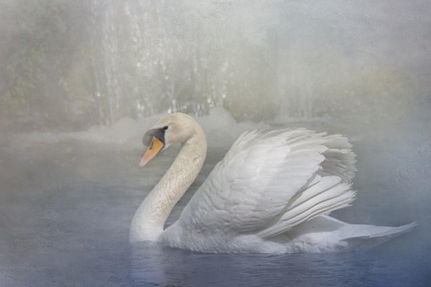 Donna Armstrong's Lady of the Lake won second place at the Casements Camera Club's 13th annual Spring Exhibit. Courtesy photo Donna Armstrong's Lady of the Lake won second place at the Casements Camera Club's 13th annual Spring Exhibit. Courtesy photo