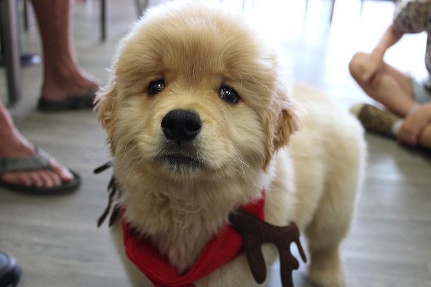 Pawley, a 9-week-old golden retriever, is dressed in reindeer attire for the Christmas in July festivities.