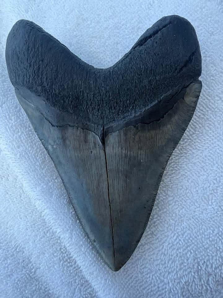 Amanda Catherine took an up-close photo of her family's exceptional fossilized shark tooth find.