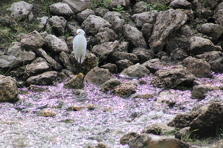 An egret is happy to finally see water coming down this Lakewood Ranch stream. It was dry a couple of weeks ago.