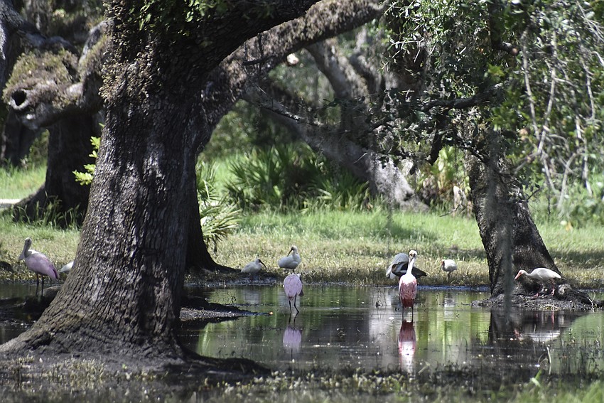 Birds gather at Crane Park in Myakka City. A 13-acre addition to the park is one of ELMAC's most recent purchases. The land was purchased for $420,000 in September.