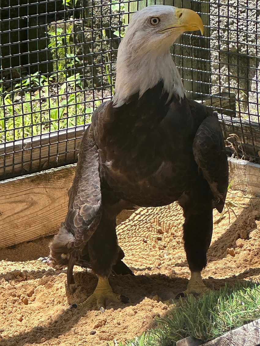 Liberty in June 2026, before her wing amputation surgery. Courtesy photo Liberty in June 2026, before her wing amputation surgery. Courtesy photo