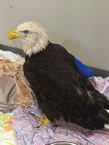 Liberty, after her wing amputation surgery. Courtesy photo