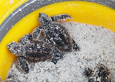 Baby turtles may return to local shores this washback season. Experts recommend calling Mote Marine's stranding line if the turtles can't return to the water on their own.