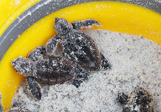 Baby turtles may return to local shores this washback season. Experts recommend calling Mote Marine's stranding line if the turtles can't return to the water on their own.