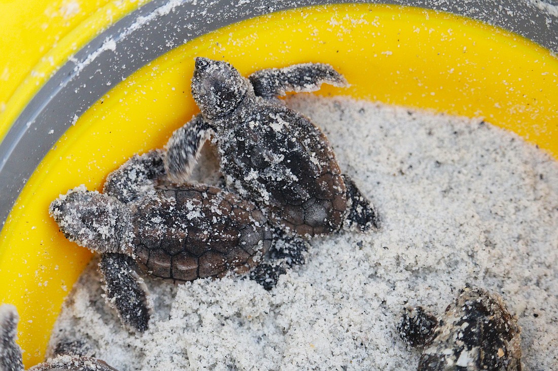 Baby turtles may return to local shores this washback season. Experts recommend calling Mote Marine's stranding line if the turtles can't return to the water on their own.