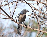 The Florida scrub-jay is the only species of bird that is endemic to Florida.