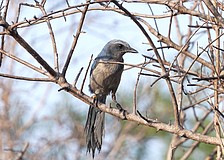 The Florida scrub-jay is the only species of bird that is endemic to Florida.