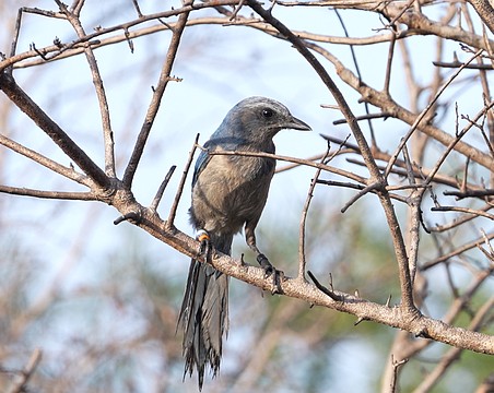 The Florida scrub-jay is the only species of bird that is endemic to Florida.