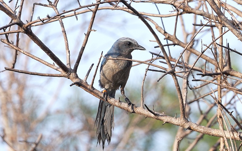 The Florida scrub-jay is the only species of bird that is endemic to Florida.