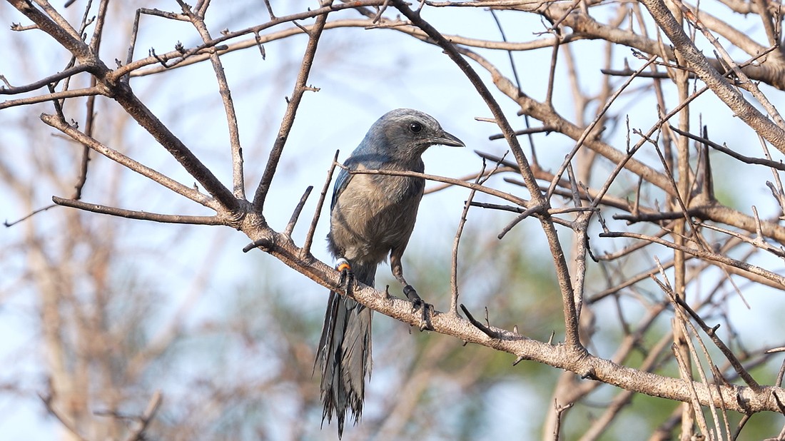 The Florida scrub-jay is the only species of bird that is endemic to Florida.